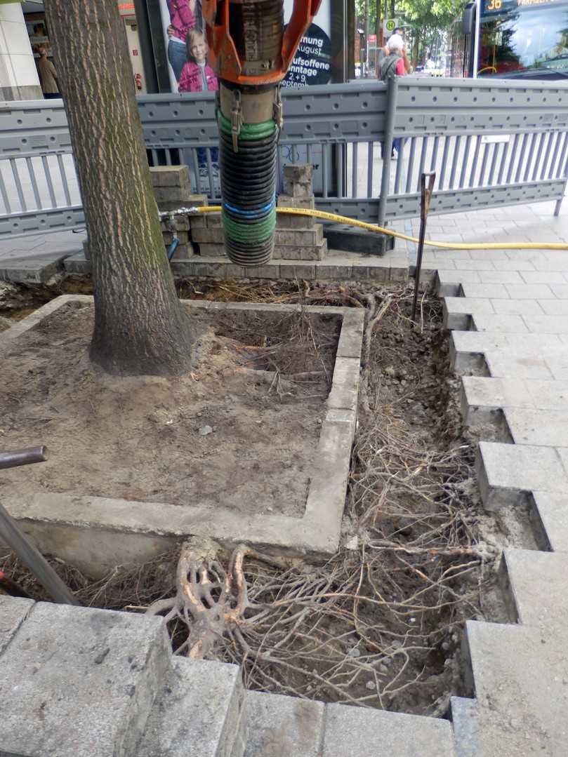 Befestigte Einfassungen im Wurzelraum behindern eine natürliche und auskömmliche Wurzelentwicklung. | Foto: Doobe Befestigte Einfassungen im Wurzelraum behindern eine natürliche und auskömmliche Wurzelentwicklung. | Foto: Doobe