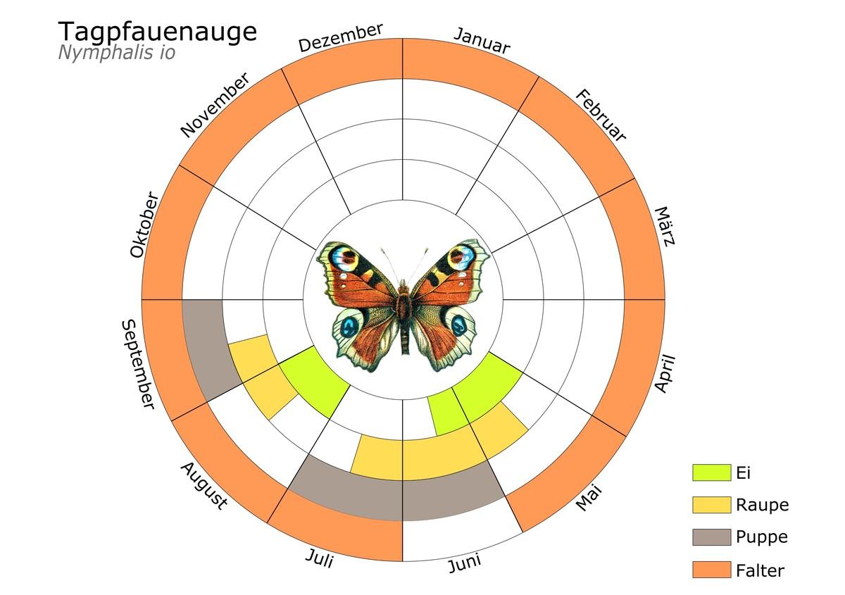 Phänogramm – Diagramm mit Entwicklungsstadien – des Tagpfauenauges. | Foto: Stiftung für Mensch und Umwelt/Dominik Jentzsch Phänogramm – Diagramm mit Entwicklungsstadien – des Tagpfauenauges. | Foto: Stiftung für Mensch und Umwelt/Dominik Jentzsch