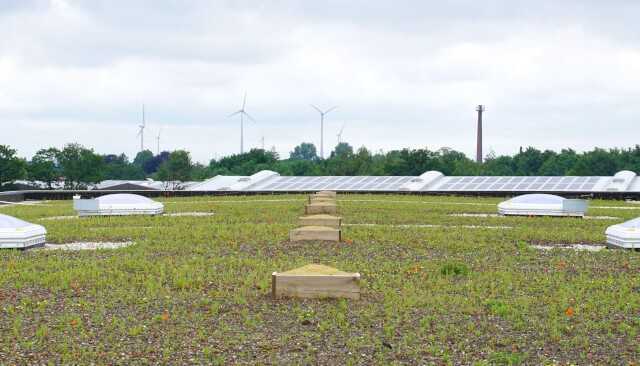 Mit dem Frühling beginnt die Vegetationsperiode und zartes Grün kommt zum Vorschein. | Foto: Daniel Jeschke, Hochschule Osnabrück Mit dem Frühling beginnt die Vegetationsperiode und zartes Grün kommt zum Vorschein. | Foto: Daniel Jeschke, Hochschule Osnabrück