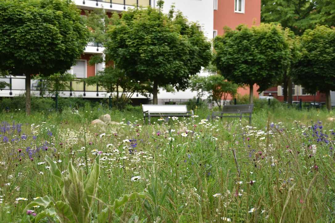 Ratgeber: So legen Sie eine Magerwiese für Insekten an Ratgeber: So legen Sie eine Magerwiese für Insekten an