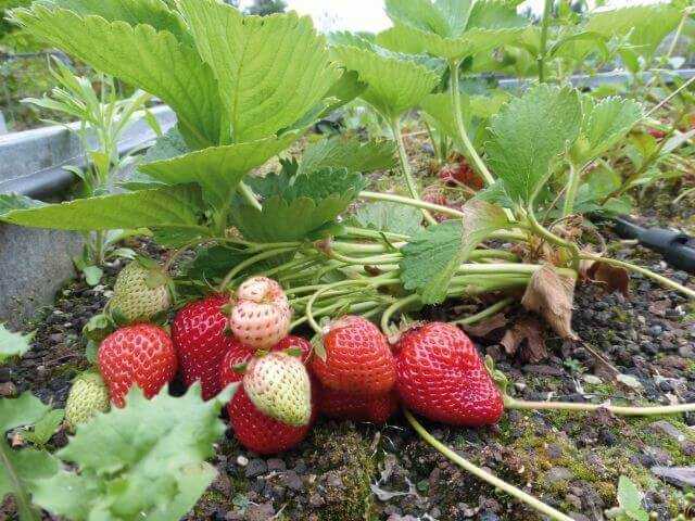 Besonders für Nahrungspflanzen mit geringer Lagerfähigkeit wie z.B. Erdbeeren kann das Gemüsedach ein attraktiver Standort sein. Besonders für Nahrungspflanzen mit geringer Lagerfähigkeit wie z.B. Erdbeeren kann das Gemüsedach ein attraktiver Standort sein.
