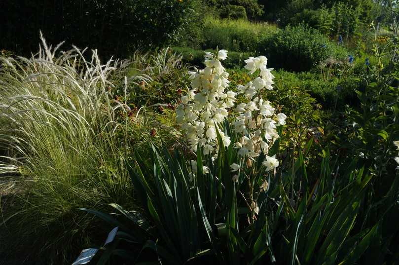 Die Blüten der Palmlilie Yucca filamentosa erinnern an überdimensionierte Maiglöckchen. | Foto: Staudengärtnerei Gaißmayer Die Blüten der Palmlilie Yucca filamentosa erinnern an überdimensionierte Maiglöckchen. | Foto: Staudengärtnerei Gaißmayer
