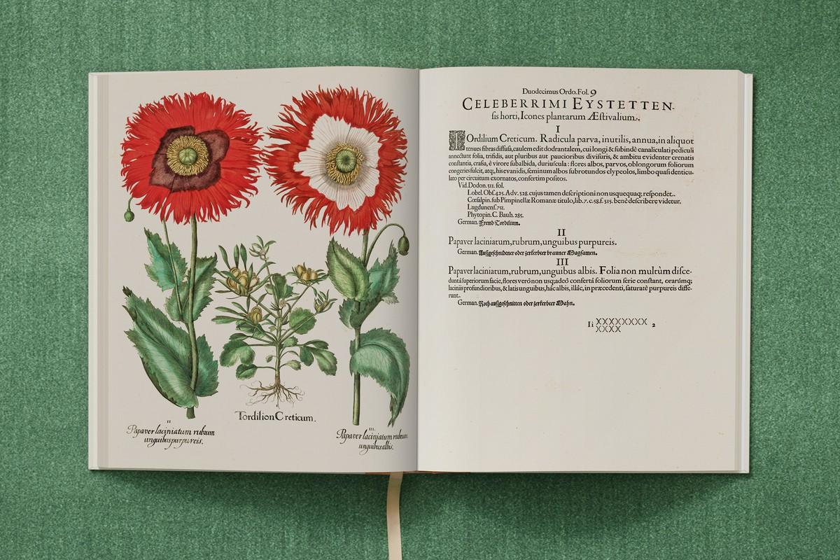 Zirmet, Schlafmohn mit zweifarbigen Blüten | Foto: TASCHEN / Bibliothek des Bischöflichen Seminars Eichstätt/Universitätsbibliothek