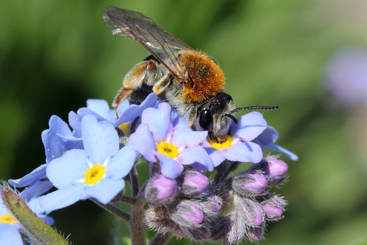 Naturnahes Grün ist ein echter Gewinn für Mensch und Tier. | Foto: B_I MEDIEN