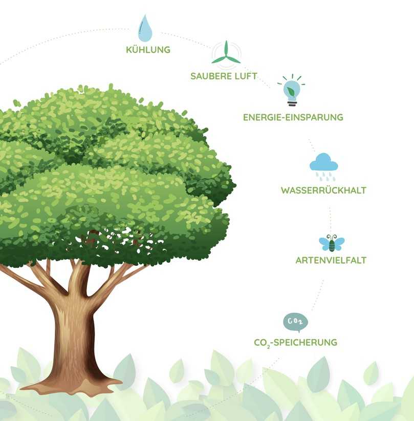 Bäume haben viele positive Umweltfunktionen: im Projekt LIFE URBANGREEN wurden einige dieser Funktionen genau studiert und deren Messung in die Plattform GreenSpaces integriert. | Foto: R3GIS Bäume haben viele positive Umweltfunktionen: im Projekt LIFE URBANGREEN wurden einige dieser Funktionen genau studiert und deren Messung in die Plattform GreenSpaces integriert. | Foto: R3GIS
