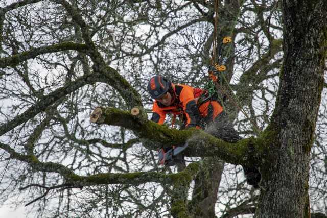 „Die ganze Kraft einer Benzinsäge auf Knopfdruck abrufbar,“ fasst Jo Hedger ihre Eindrücke der Akku-Kettensäge nach ihrem Test zusammen. | Foto: Lasse Lommel „Die ganze Kraft einer Benzinsäge auf Knopfdruck abrufbar,“ fasst Jo Hedger ihre Eindrücke der Akku-Kettensäge nach ihrem Test zusammen. | Foto: Lasse Lommel