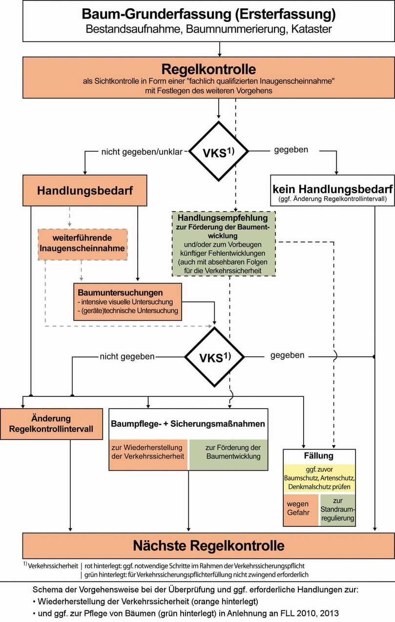 Baumkontrolle erfordert ein fachlich fundiertes und praxisorientiertes Vorgehen. | Foto: Büro Baum und Landschaft Baumkontrolle erfordert ein fachlich fundiertes und praxisorientiertes Vorgehen. | Foto: Büro Baum und Landschaft
