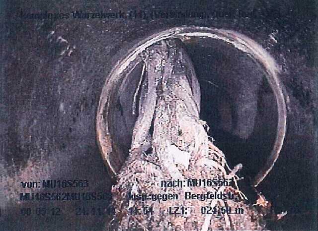 Starker Wurzeleinwuchs im Kanal DN 800 | Foto: Mauerspecht Starker Wurzeleinwuchs im Kanal DN 800 | Foto: Mauerspecht