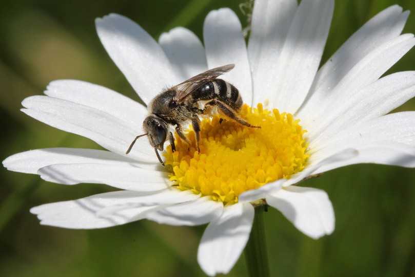 Weiß das Angebot zu schätzen: eine Furchenbiene. | Foto: Hans-Jürgen Sessner Weiß das Angebot zu schätzen: eine Furchenbiene. | Foto: Hans-Jürgen Sessner