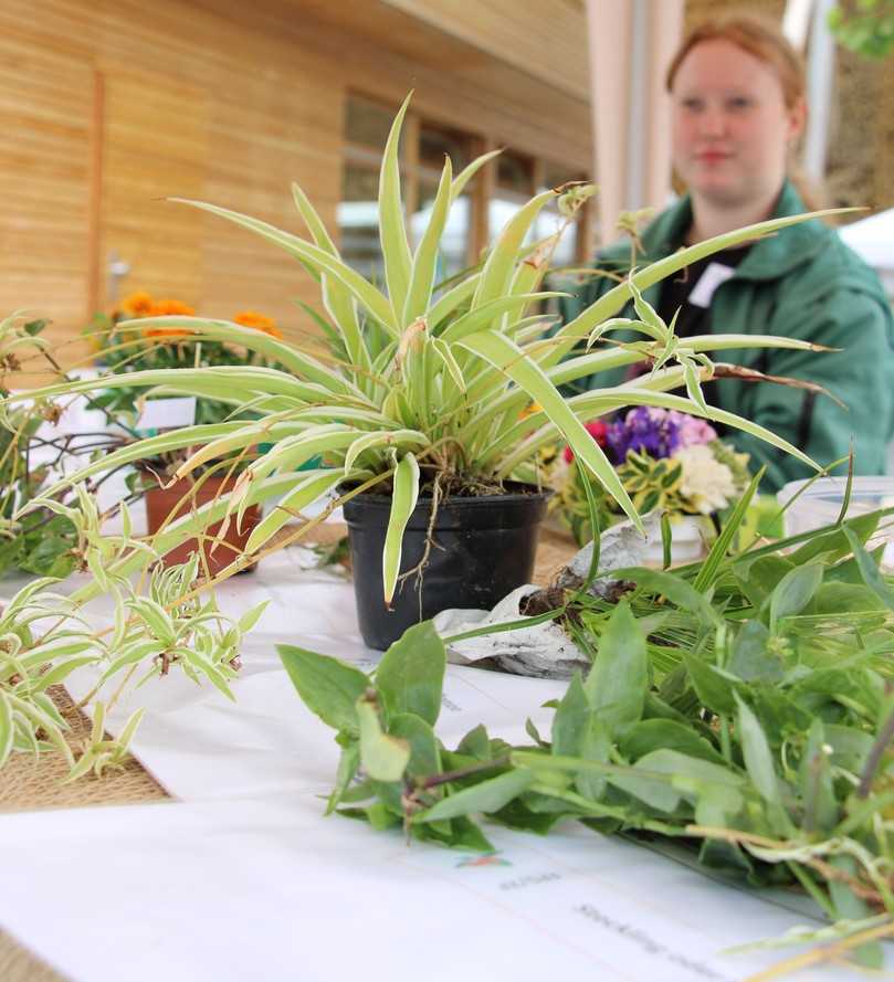 An verschiedenen Ständen präsentierten sich regionale Unternehmen und Institutionen aus den
Bereichen Gartenbau und Forst, Landwirtschaft und Tierzucht. | Foto: Landesgartenschau Bad Dürrenberg An verschiedenen Ständen präsentierten sich regionale Unternehmen und Institutionen aus den
Bereichen Gartenbau und Forst, Landwirtschaft und Tierzucht. | Foto: Landesgartenschau Bad Dürrenberg