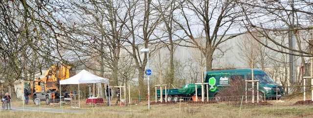 Zehn Feldahorne in Stein gepflanzt Zehn Feldahorne in Stein gepflanzt