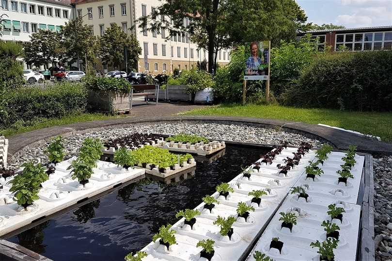 Wenn Salate und Basilikum schwimmen gehen: Urban Gardening auf dem Wasser. | Foto: LWG Wenn Salate und Basilikum schwimmen gehen: Urban Gardening auf dem Wasser. | Foto: LWG