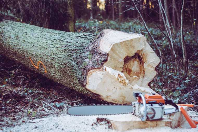 Baumpflege im Garten- und Landschaftsbau Baumpflege im Garten- und Landschaftsbau