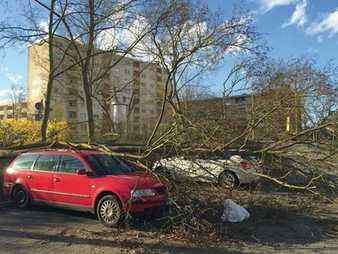 Wie der Baumschutz auf Baustellen laufen kann