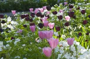 Blumenzwiebeln: Farbenfroh und mehrjährig