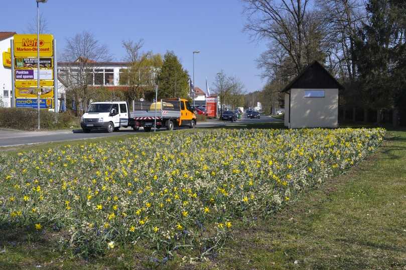Wenn Blumenwiese mit Blumenzwiebeln bestückt werden, um eine frühe Nahrungsquelle für Bienen zu schaffen, empfiehlt der Saatguthersteller zum Beispiel Kit „Nature Evolution“. | Foto: Verver Wenn Blumenwiese mit Blumenzwiebeln bestückt werden, um eine frühe Nahrungsquelle für Bienen zu schaffen, empfiehlt der Saatguthersteller zum Beispiel Kit „Nature Evolution“. | Foto: Verver