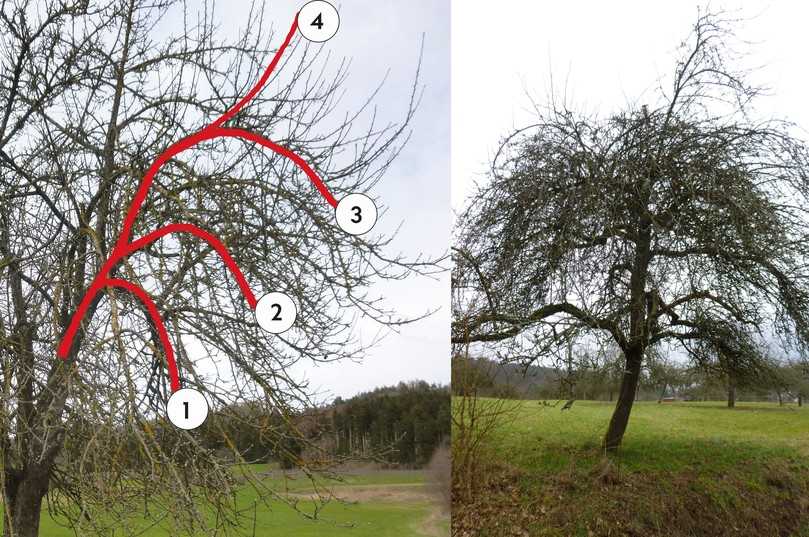 Überbauende Krone (links, Abbildung 1) mit sich mehrfach wiederholender Fruchtbogenbildung – die Nummern im Foto bezeichnen die Abfolge der nach und nach abgesunkenen beziehungsweise sich neu bildenden aufrechten Achsen. Ungepflegte Krone (rechts, Abbildung 2) mit sich zunehmend nach oben verschiebender Ertragszone. | Foto: Grundler/B_I Grafik Überbauende Krone (links, Abbildung 1) mit sich mehrfach wiederholender Fruchtbogenbildung – die Nummern im Foto bezeichnen die Abfolge der nach und nach abgesunkenen beziehungsweise sich neu bildenden aufrechten Achsen. Ungepflegte Krone (rechts, Abbildung 2) mit sich zunehmend nach oben verschiebender Ertragszone. | Foto: Grundler/B_I Grafik