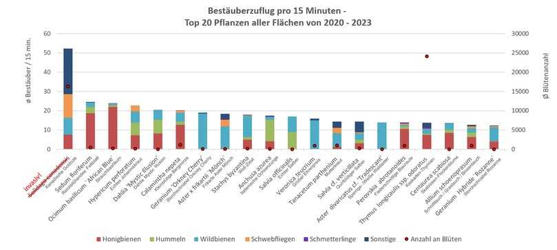 Die Abbildung zeigt den Bestäuberzuflug pro 15 Minuten der 20 am besten beflogenen Pflanzen aus den Bestäuberbonituren 2020 bis 2023. Trotz der hohen Beflugswerte wird Solidago canadensis aufgrund seiner Invasivität nicht empfohlen. | Foto: LVG Heidelberg und LAB Hohenheim Die Abbildung zeigt den Bestäuberzuflug pro 15 Minuten der 20 am besten beflogenen Pflanzen aus den Bestäuberbonituren 2020 bis 2023. Trotz der hohen Beflugswerte wird Solidago canadensis aufgrund seiner Invasivität nicht empfohlen. | Foto: LVG Heidelberg und LAB Hohenheim