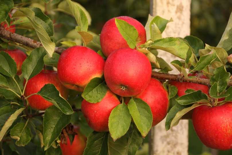 Obst anbauen und mit den Kindern aus dem eigenen Garten ernten - das Bayerische Obstzentrum zeigt auf der Landesgartenschau in Kirchheim, wie es geht. | Foto: Neumüller Obst anbauen und mit den Kindern aus dem eigenen Garten ernten - das Bayerische Obstzentrum zeigt auf der Landesgartenschau in Kirchheim, wie es geht. | Foto: Neumüller