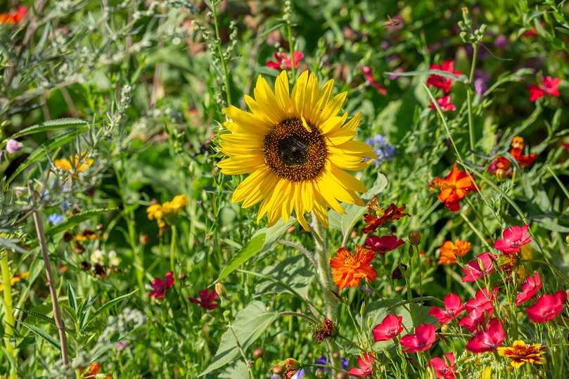 Was es für einen naturnahen Garten braucht, erfahren Besucher der Landesgartenschau in Bad Dürrenberg in der Vortragsreihe „Vielfalt im Garten“. | Foto: Colette Dörrwand Was es für einen naturnahen Garten braucht, erfahren Besucher der Landesgartenschau in Bad Dürrenberg in der Vortragsreihe „Vielfalt im Garten“. | Foto: Colette Dörrwand