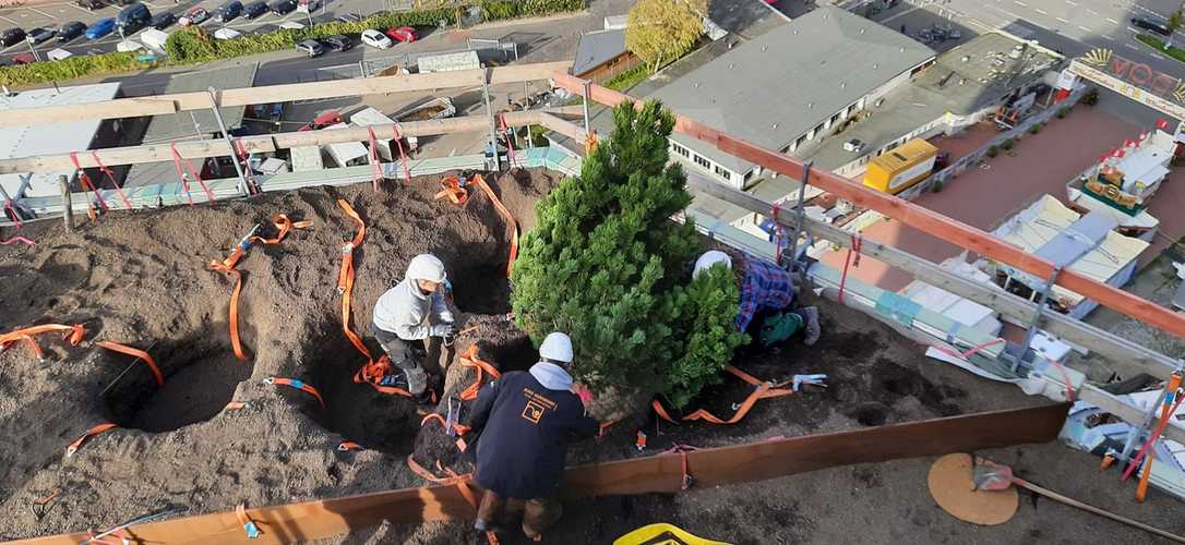 Grüner Bunker in St. Pauli wird mit Bäumen begrünt Grüner Bunker in St. Pauli wird mit Bäumen begrünt