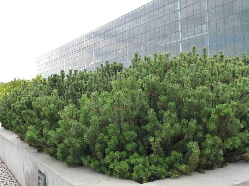 Bei den trockentoleranten Gehölzen sollten die Nadelgehölze wie zum Beispiel die Berg-Kiefer (Pinus mugo) nicht vergessen werden. | Foto: Gerd Reidenbach Bei den trockentoleranten Gehölzen sollten die Nadelgehölze wie zum Beispiel die Berg-Kiefer (Pinus mugo) nicht vergessen werden. | Foto: Gerd Reidenbach