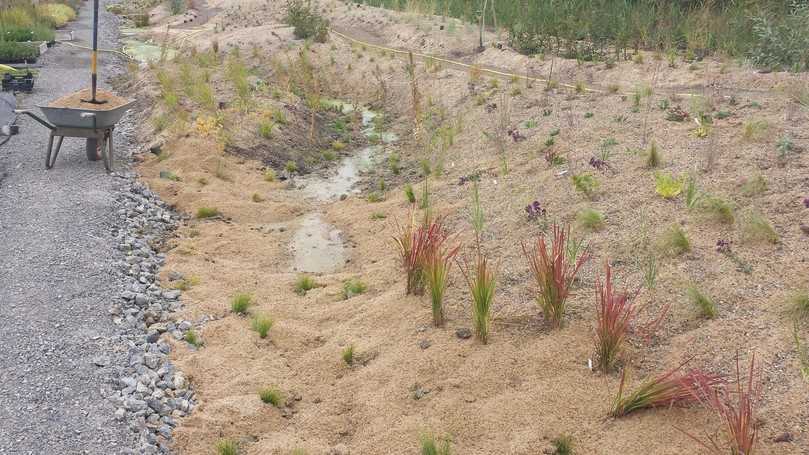 Mineralmulch mindert die Verdunstung. Die Schutzschicht liegt locker über dem Oberboden. | Foto: Staudengärtnerei Hofmann Mineralmulch mindert die Verdunstung. Die Schutzschicht liegt locker über dem Oberboden. | Foto: Staudengärtnerei Hofmann