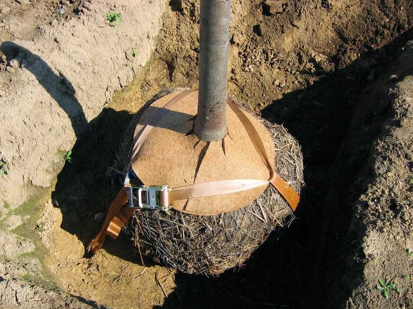 Bäume sicher und nahezu unsichtbar verankern – mit „Treelock“. | Foto: GEFA Produkte Fabritz GmbH Bäume sicher und nahezu unsichtbar verankern – mit „Treelock“. | Foto: GEFA Produkte Fabritz GmbH
