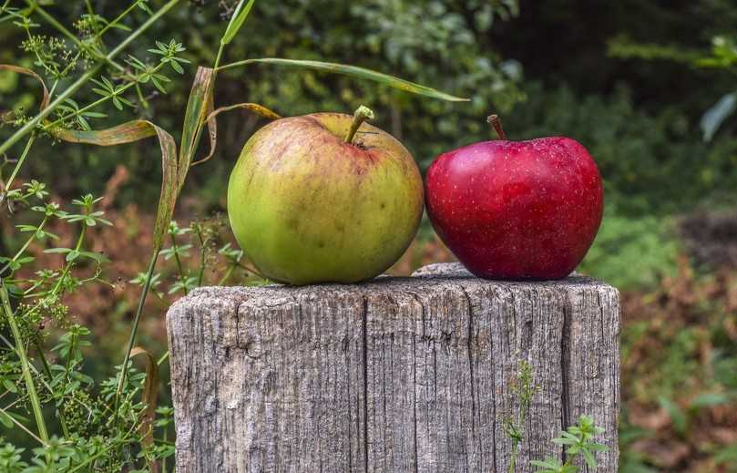Streuobstwiesen können sowohl Wirtschafts- als auch Tafelobst liefern | Foto: Pixabay Streuobstwiesen können sowohl Wirtschafts- als auch Tafelobst liefern | Foto: Pixabay