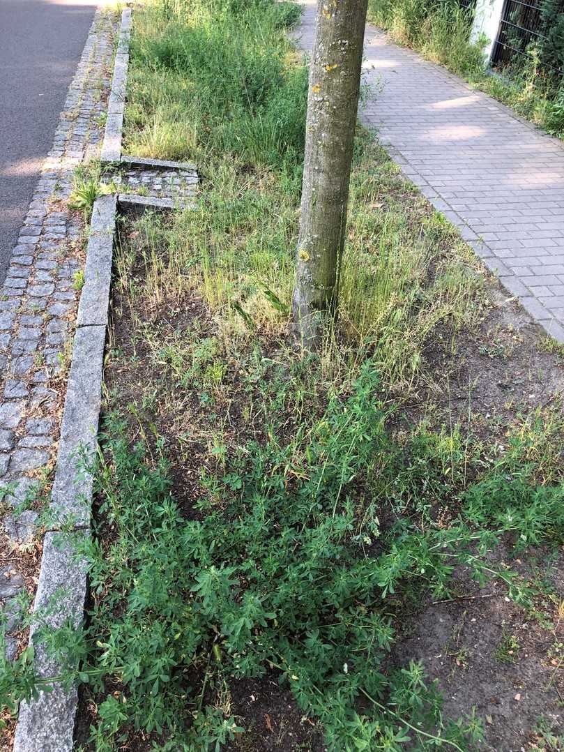 In einer Schwammstadt erfolgt die Oberflächenentwässerung über Baumrigolen. Sie leiten Regenwasser von der Oberfläche durch die Baumgrube, wo es entweder versickern oder zwischengespeichert werden kann. Der Baum nimmt das Wasser auf und verdunstet es über die Krone. Dabei entsteht Verdunstungskälte, die sich in heißen Städten positiv auf das Klima auswirkt. | Foto: Thomas Amtage In einer Schwammstadt erfolgt die Oberflächenentwässerung über Baumrigolen. Sie leiten Regenwasser von der Oberfläche durch die Baumgrube, wo es entweder versickern oder zwischengespeichert werden kann. Der Baum nimmt das Wasser auf und verdunstet es über die Krone. Dabei entsteht Verdunstungskälte, die sich in heißen Städten positiv auf das Klima auswirkt. | Foto: Thomas Amtage