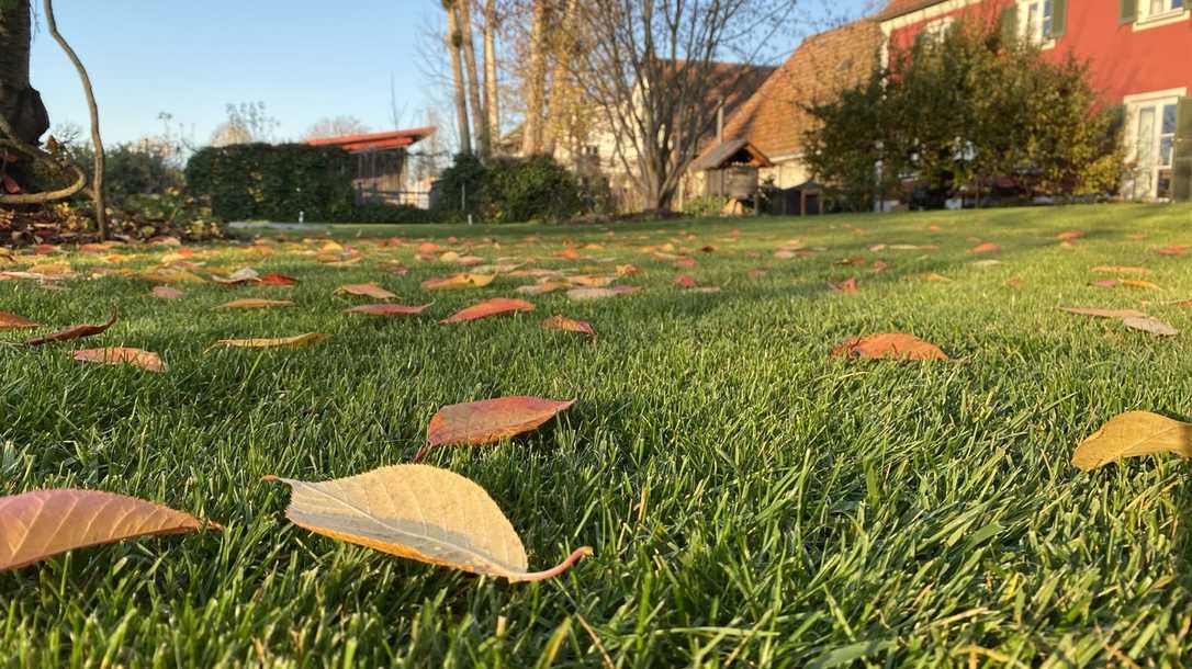Januar 2025: So bereiten Profis und Heimwerker den Rasen auf den Winter vor