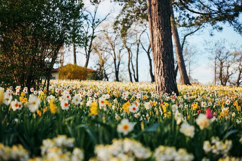 Knackt voraussichtlich am Donnerstagvormittag die 100.000-Besucher-Marke: Die Landesgartenschau in Bad Dürrenberg in Sachsen-Anhalt dauert noch bis zum 13. Oktober 2024. | Foto: Landesgartenschau 2023 gGmbH Knackt voraussichtlich am Donnerstagvormittag die 100.000-Besucher-Marke: Die Landesgartenschau in Bad Dürrenberg in Sachsen-Anhalt dauert noch bis zum 13. Oktober 2024. | Foto: Landesgartenschau 2023 gGmbH