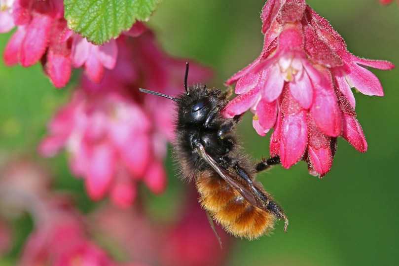 Bevorzugt milde Regionen mit einem großen Blütenangebot: die Gehörnte Mauerbiene. | Foto: Hans-Jürgen Sessner Bevorzugt milde Regionen mit einem großen Blütenangebot: die Gehörnte Mauerbiene. | Foto: Hans-Jürgen Sessner
