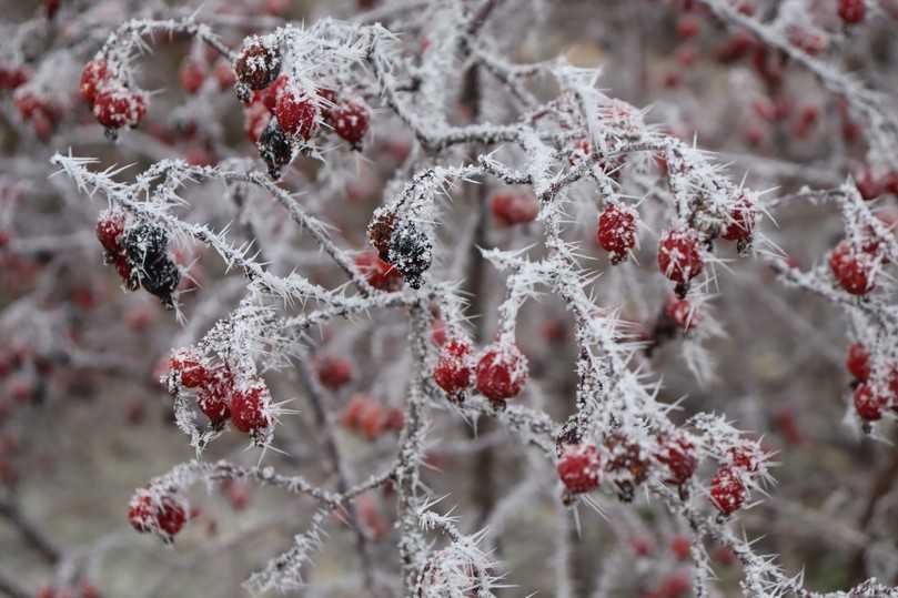 Die Rotblättrige Rose (Rosa glauca) hat auch eine ausgesprochen schöne Winterwirkung. | Foto: Gerd Reidenbach Die Rotblättrige Rose (Rosa glauca) hat auch eine ausgesprochen schöne Winterwirkung. | Foto: Gerd Reidenbach