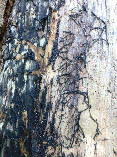 Hallimasch-Arten (z. B. Armillaria mellea) sind in der Lage vorgeschädigte (Trockenheit, Schädlingsbefall…) und somit wenig vitale Gehölze innerhalb kurzer Zeit zu befallen und abzutöten. Hallimasch-Arten (z. B. Armillaria mellea) sind in der Lage vorgeschädigte (Trockenheit, Schädlingsbefall…) und somit wenig vitale Gehölze innerhalb kurzer Zeit zu befallen und abzutöten.