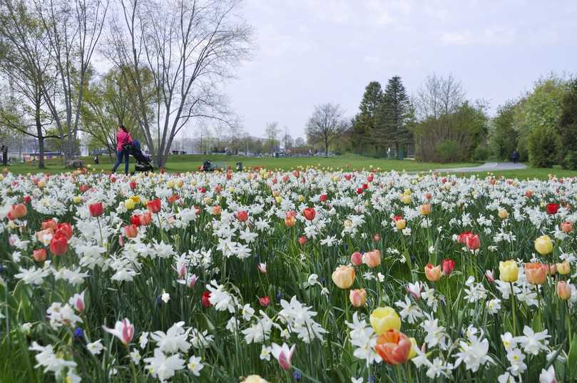 Um das Frühjahr mit großkronigen Narzissen und großen Tulpen zu beginnen, empfiehlt Verver etwa Kit „Prima Ille-et-Vilaine“. | Foto: Verver Um das Frühjahr mit großkronigen Narzissen und großen Tulpen zu beginnen, empfiehlt Verver etwa Kit „Prima Ille-et-Vilaine“. | Foto: Verver