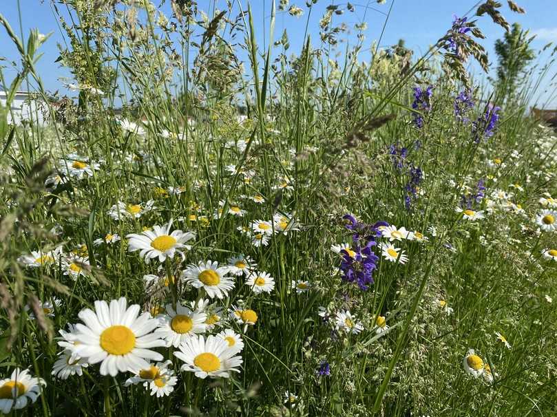 Wildblumenwiesen von Schwab sind langsam wachsende Rasenmischungen, die in verschiedenen Zusammensetzungen erhältlich sind. | Foto: Schwab Wildblumenwiesen von Schwab sind langsam wachsende Rasenmischungen, die in verschiedenen Zusammensetzungen erhältlich sind. | Foto: Schwab