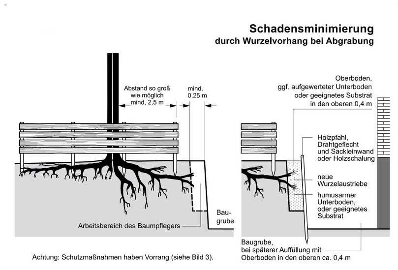 Schadensminimierung durch den Bau eines Wurzelvorhangs, der so weit wie möglich entfernt vom Stamm installiert werden sollte (aus R SBB 2023) | Foto: FGSV Schadensminimierung durch den Bau eines Wurzelvorhangs, der so weit wie möglich entfernt vom Stamm installiert werden sollte (aus R SBB 2023) | Foto: FGSV