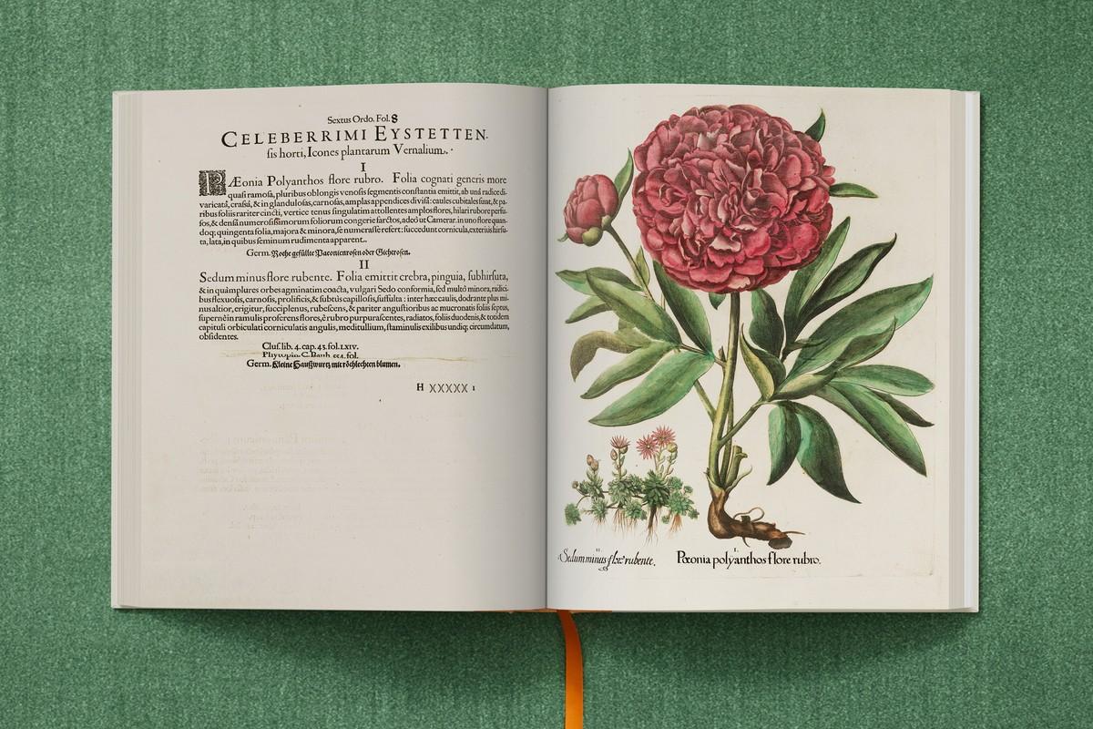 Blattglied und Früchte des Feigenkaktus | Foto: TASCHEN / Bibliothek des Bischöflichen Seminars Eichstätt/Universitätsbibliothek