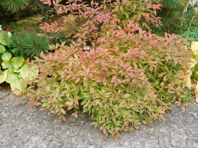 Die Amerikanische Weigelie (Dievilla x splendens) besticht durch ihre Herbstfärbung. | Foto: Gerd Reidenbach Die Amerikanische Weigelie (Dievilla x splendens) besticht durch ihre Herbstfärbung. | Foto: Gerd Reidenbach