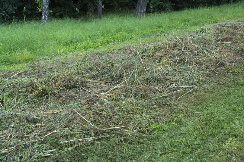 Beim Mähen sollten mindestens 15 Prozent der Fläche stehenbleiben und idealerweise nicht mehr als zweimal pro Jahr gemäht werden. | Foto: Verver Beim Mähen sollten mindestens 15 Prozent der Fläche stehenbleiben und idealerweise nicht mehr als zweimal pro Jahr gemäht werden. | Foto: Verver