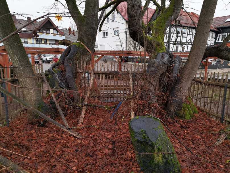 Nachzöglinge von Zukunftsstämmen (links und rechts im Bild) aus den Stammfüßen der Vorgänger, vermutlich dritten oder vierten Generation. | Foto: Roloff Nachzöglinge von Zukunftsstämmen (links und rechts im Bild) aus den Stammfüßen der Vorgänger, vermutlich dritten oder vierten Generation. | Foto: Roloff