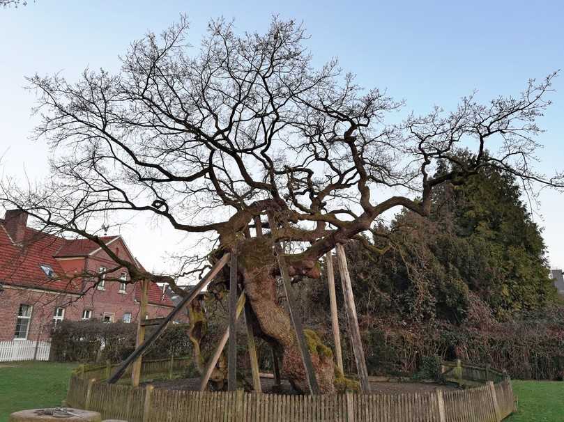 Möglicher Kandidat für den ältesten Baum Deutschlands: die Femeiche in Erle in Nordrhein-Westfalen. | Foto: Roloff Möglicher Kandidat für den ältesten Baum Deutschlands: die Femeiche in Erle in Nordrhein-Westfalen. | Foto: Roloff