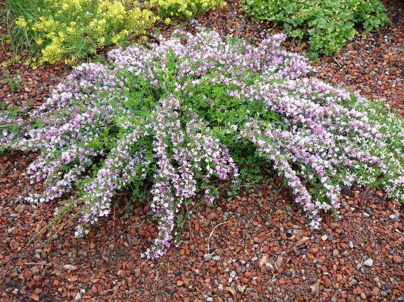 Der Purpur-Geißklee (Chamaecytisus purpureus) eignet sich gut als kleiner Bodendecker. | Foto: Gerd Reidenbach Der Purpur-Geißklee (Chamaecytisus purpureus) eignet sich gut als kleiner Bodendecker. | Foto: Gerd Reidenbach