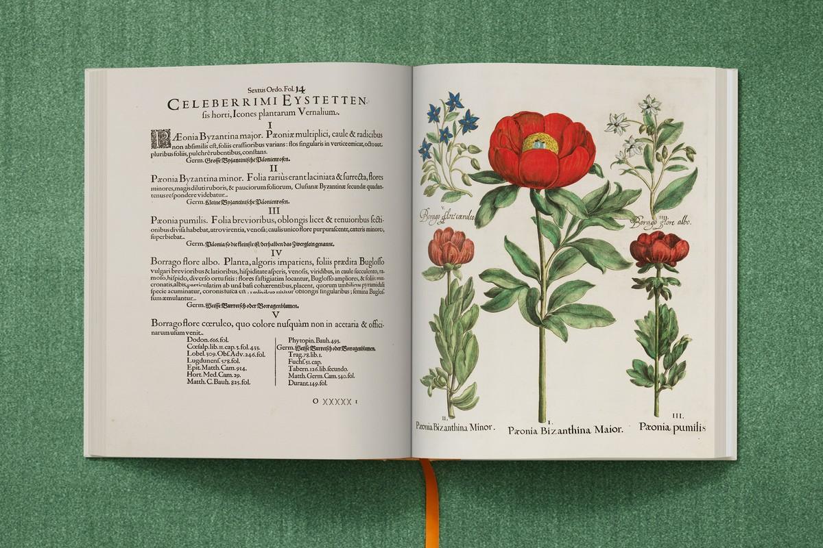 Wandernde Pfingstrose, Borretsch | Foto: TASCHEN / Bibliothek des Bischöflichen Seminars Eichstätt/Universitätsbibliothek
