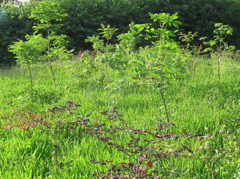 Es grünt in Trier: Die Bäumchen im ersten Tiny Forest der Stadt sind gut angewachsen. | Foto: Karl-Josef Prüm Es grünt in Trier: Die Bäumchen im ersten Tiny Forest der Stadt sind gut angewachsen. | Foto: Karl-Josef Prüm