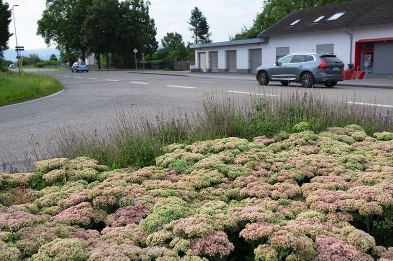 Wenn Trockenheitsbeständigkeit gefragt ist: Tram Robuste Andromeda. | Foto: Verver Export Wenn Trockenheitsbeständigkeit gefragt ist: Tram Robuste Andromeda. | Foto: Verver Export