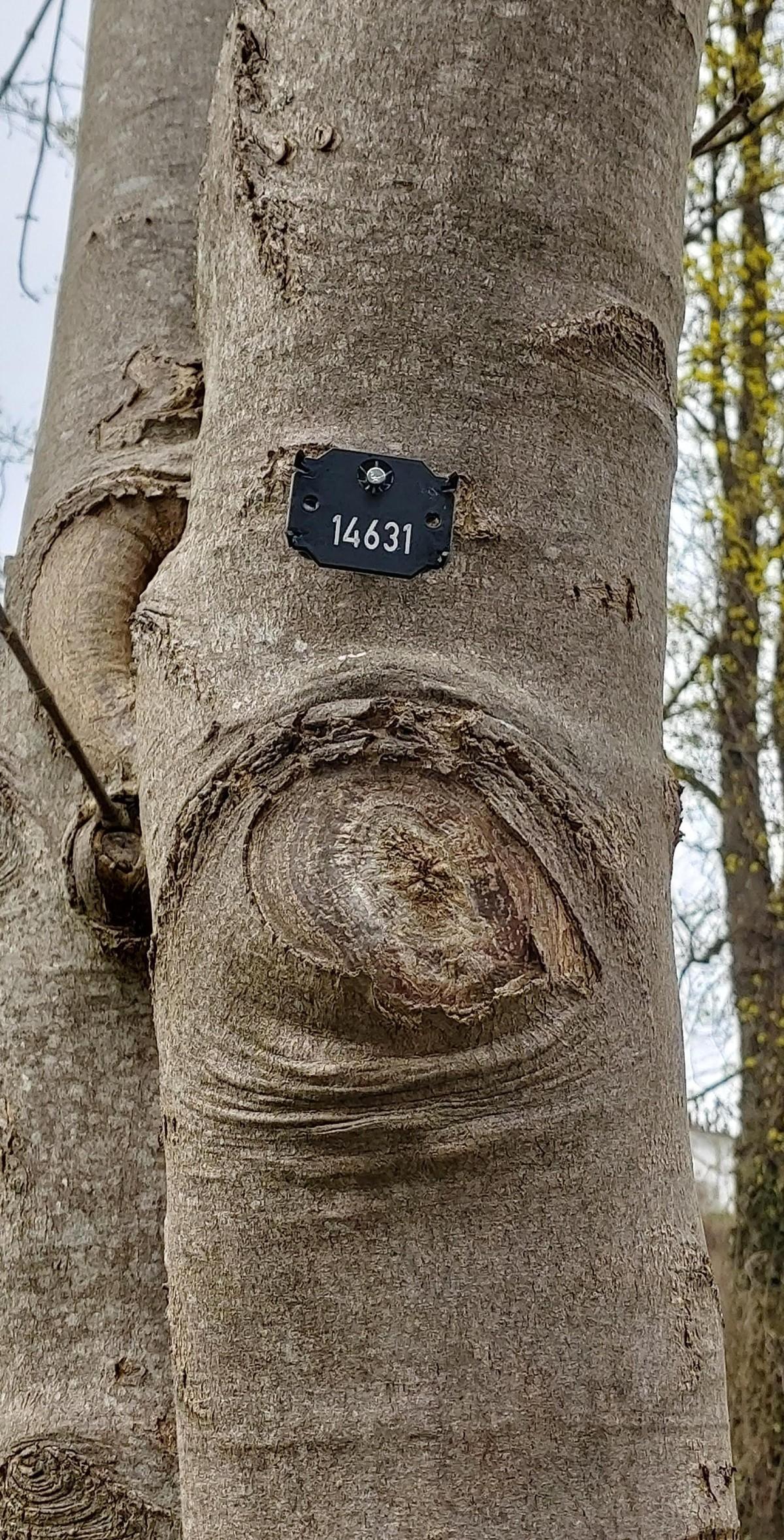 Jeder Baum wird mit der Nummer aus dem Baumkataster gekennzeichnet. | Foto: pagecouture Jeder Baum wird mit der Nummer aus dem Baumkataster gekennzeichnet. | Foto: pagecouture