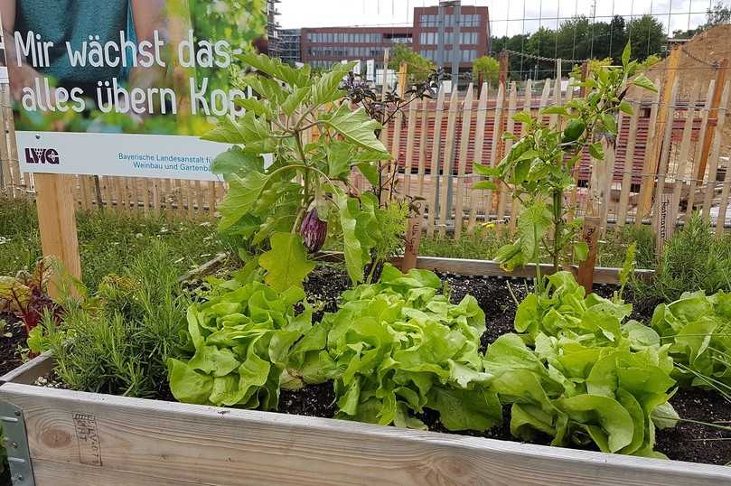 Platz für Auberginen und Salat im mobilen Hochbeet. | Foto: LWG Platz für Auberginen und Salat im mobilen Hochbeet. | Foto: LWG