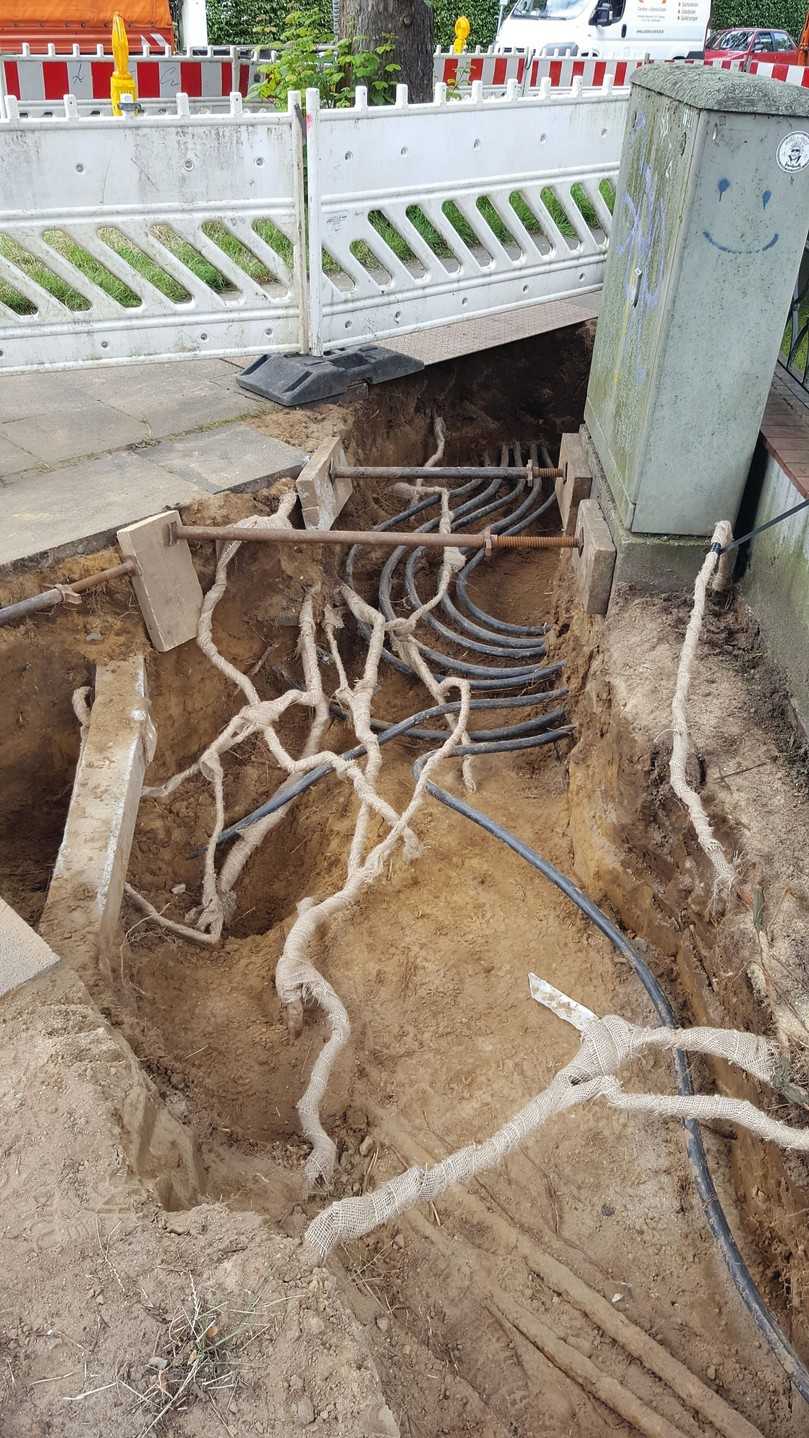 Der beauftragte Baumpfleger kümmert sich während der Bauphase um den Wurzelschutz der angrenzenden Straßenbäume. Das sensible Wurzelwerk wird behutsam freigelegt und zum Schutz mit Jute bandagiert. | Foto: Foto: Baumpflege Bollmann Der beauftragte Baumpfleger kümmert sich während der Bauphase um den Wurzelschutz der angrenzenden Straßenbäume. Das sensible Wurzelwerk wird behutsam freigelegt und zum Schutz mit Jute bandagiert. | Foto: Foto: Baumpflege Bollmann
